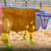 Biometrics and artificial intelligence may be coming to a ranch near you