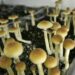 Research Points to Benefits of Psychedelics and Alternative Medicines