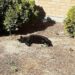 The Secret Lives of our Idaho Radio Ranch Cats