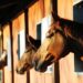 Morris Animal Foundation announces new equine and animal welfare advisory members