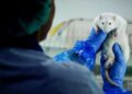 Animal testing in Brussels dropped by one-third in five years