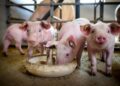 Fly larvae can replace soybean meal in pigs
