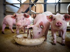 Fly larvae can replace soybean meal in pigs