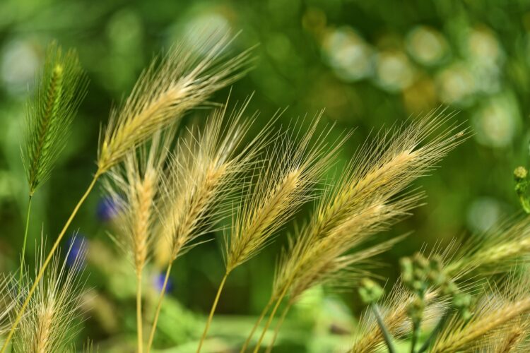 Dangerous weed killer with links to cancer in humans will no longer be used by council