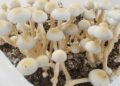 Seattle Becomes Largest U.S. City To Decriminalize Psychedelics