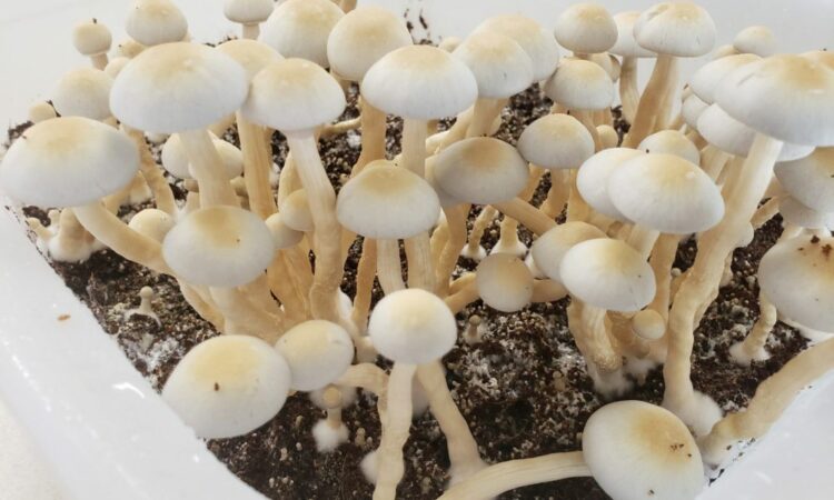 Seattle Becomes Largest U.S. City To Decriminalize Psychedelics