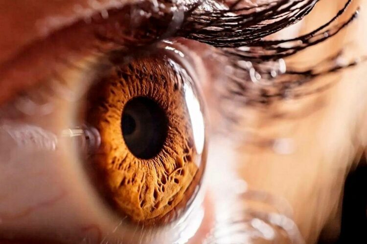 Vision Supplements Review: Top 14 Best Eye Vitamins for Support