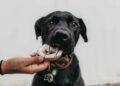 How to reduce your dog’s weight the healthy way