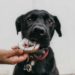 How to reduce your dog’s weight the healthy way