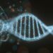 Toxic DNA buildup in eyes may drive blinding macular degeneration
