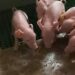 Family Feeding Matters: A Collaborative Project Inspired by Natural Sow-Piglet Behaviours to Ease Weaning Transition