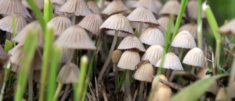 Psychedelic ingredient in magic mushrooms makes music more emotional