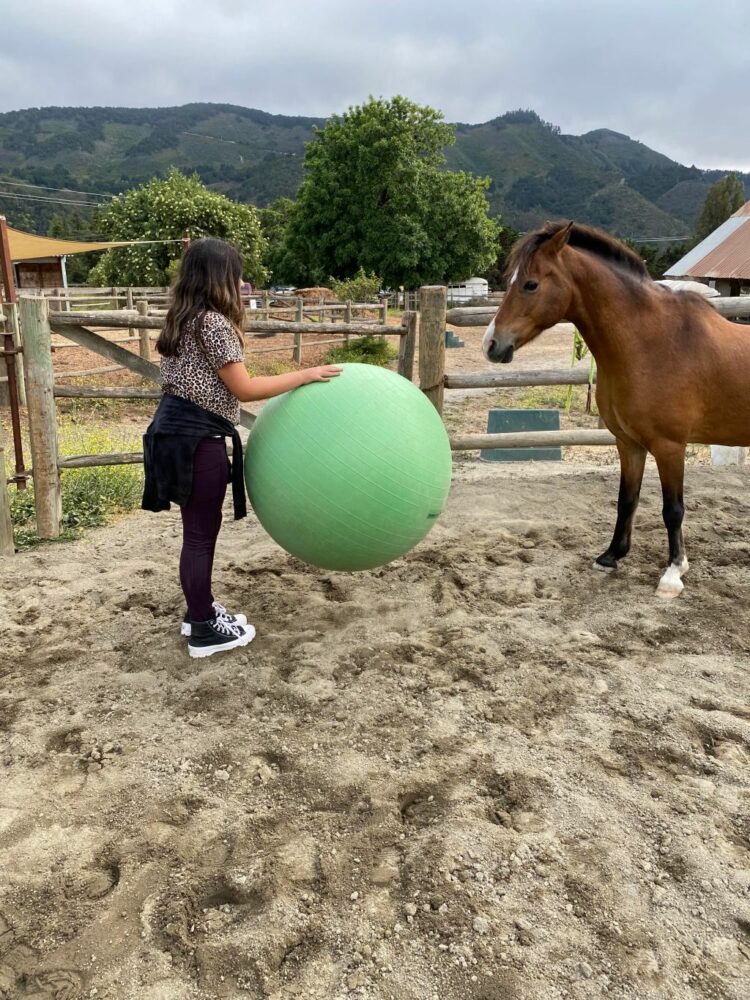 Monterey Peninsula Unified School District tackles socio-emotional needs with equine therapy – Monterey Herald