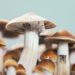 ‘Fantastic Fungi’ Director Speaks on the ‘Shroom Boom’