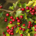 9 Impressive Health Benefits of Hawthorn Berry