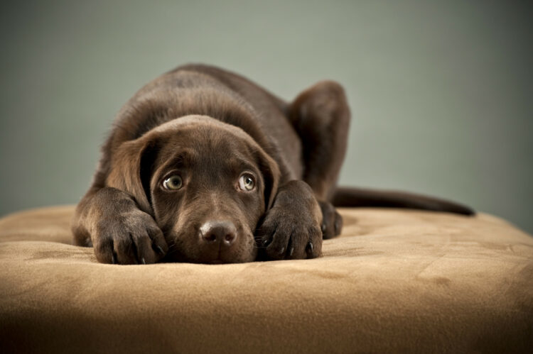 Do Dogs Get SAD? How Seasonal Changes Affect Your Pet