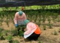 COVID-19: How Thailand is using a ‘cheap and effective’ traditional herbal medicine to treat coronavirus | World News