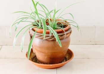 how-to-care-for-the-funky-spider-plant-so-it-multiplies-before-your-eyes