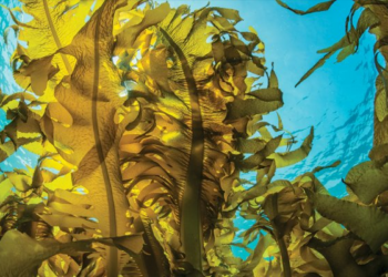 this-sea-vegetable-is-packed-with-undeniable-gut-health-benefits