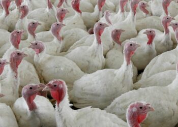 usda-proposes-sweeping-changes-to-poultry-industry-to-cut-food-poisoning