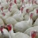 usda-proposes-sweeping-changes-to-poultry-industry-to-cut-food-poisoning