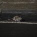 new-york-city-rats-carry-covid-19,-study-finds