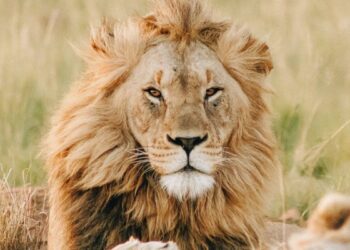the-spiritual-significance-of-lions-+-what-their-symbolism-really-means