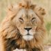 the-spiritual-significance-of-lions-+-what-their-symbolism-really-means