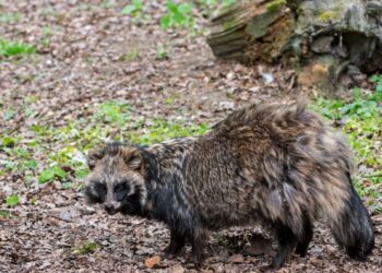 scientists-found-new-chinese-data-hinting-at-the-origin-of-covid-19.-then-it-was-deleted