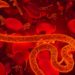 turns-out,-ebola-likely-leaked-from-a-lab-as-well