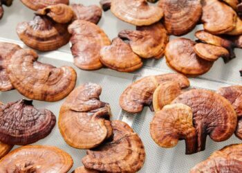 shrooms-are-taking-over-the-social-scene-—-but-not-in-the-way-you-think