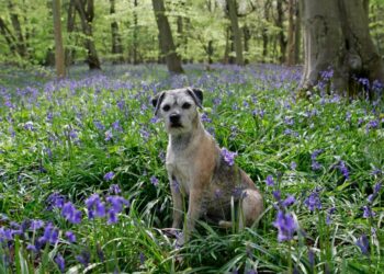 why-discarded-joints-pose-a-hazard-to-dogs