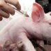 what-safety-studies-have-been-done-on-mrna-swine-vaccines?