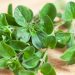 top-five-health-benefits-of-marjoram