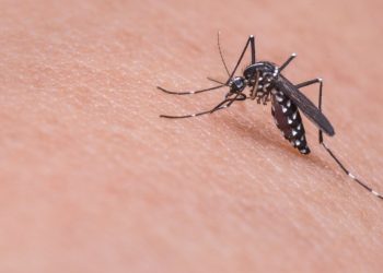 europe-faces-growing-risk-of-mosquito-borne-diseases-due-to-climate-change