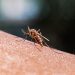 first-malaria-cases-reported-in-us-in-20-years.-here’s-what-to-look-out-for