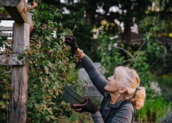 study-shows-cognitive-longevity-depends-on-these-3-critical-vitamins