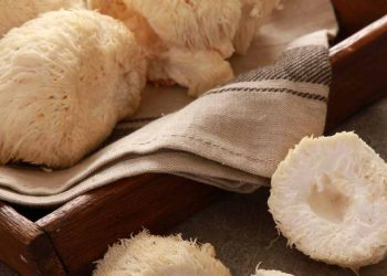 new-study-shows-lion’s-mane-can-boost-your-memory