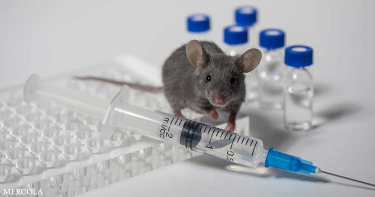 10-mice-used-to-test-the-newest-pfizer-covid-jab