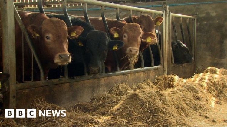 Brexit: Northern Ireland vets’ strike will affect animal checks at ports