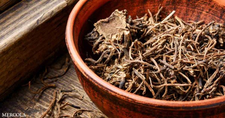 can-valerian-root-help-you-sleep-better?