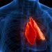 could-your-thymus-be-the-key-to-fighting-cancer?