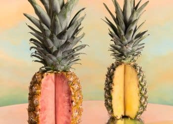 are-gmos-safe?-breaking-down-the-science-of-science-ified-foods