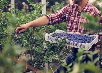 os-blueberries-could-replace-blood-pressure-medication