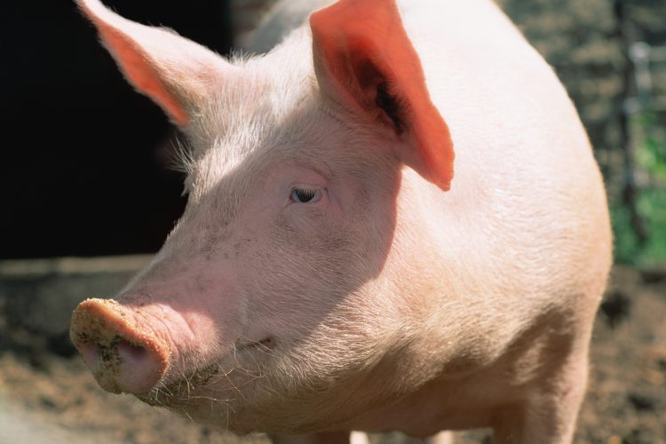 how-pigs-could-help-people-who-need-liver-transplants