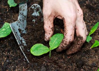 some-of-the-best-vegetables-to-grow-in-times-of-crisis