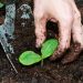 some-of-the-best-vegetables-to-grow-in-times-of-crisis