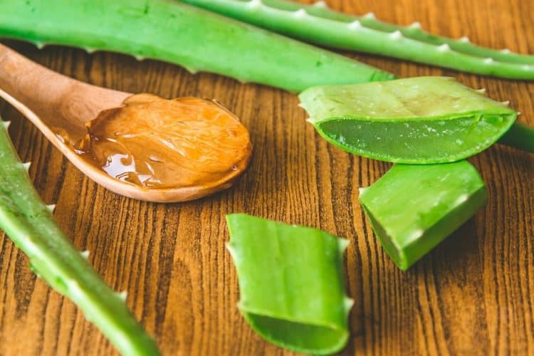fda-greenlights-aloe-vera-study-for-interstitial-cystitis