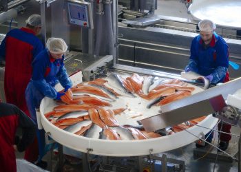 why-massive-numbers-of-farmed-salmon-are-dying