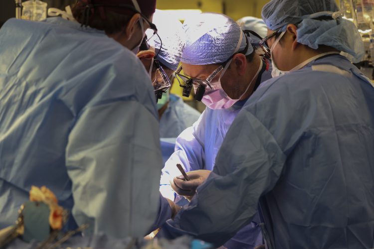 a-man-has-received-the-first-pig-kidney-transplant